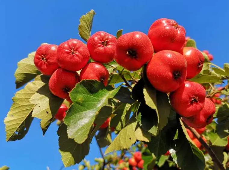 山楂树几月份成熟