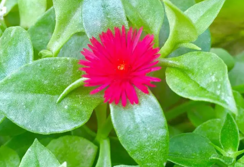 心叶日中花的养殖方法