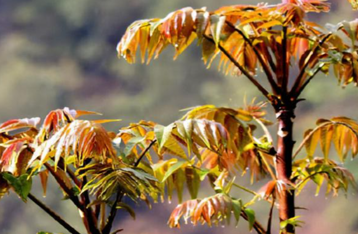 香椿树喜阴还是喜阳