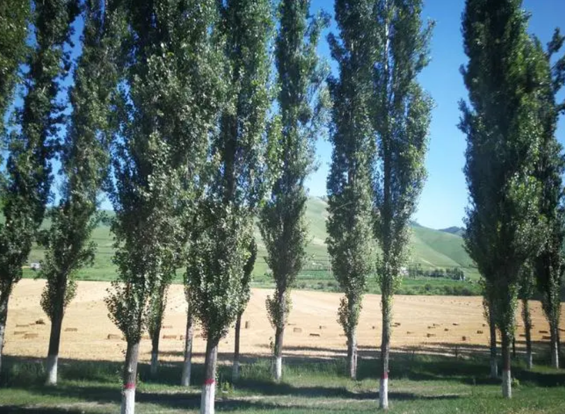 白杨树为什么不让种