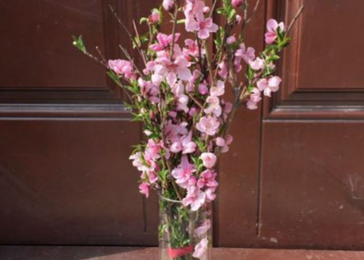 用花瓶如何水养桃花