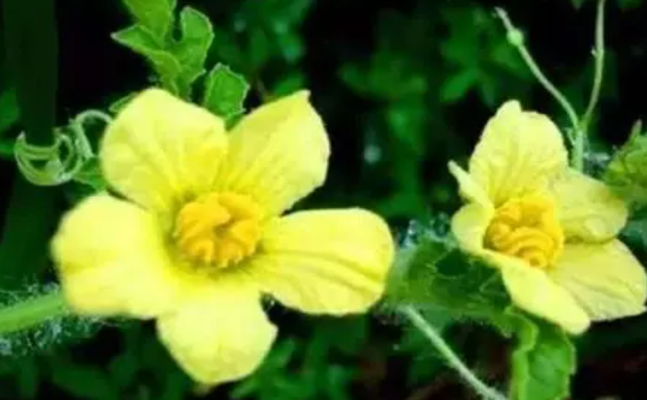 让西瓜多开花的植物