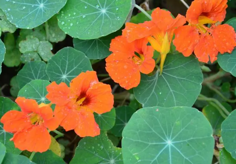 旱金莲不打顶会开花吗