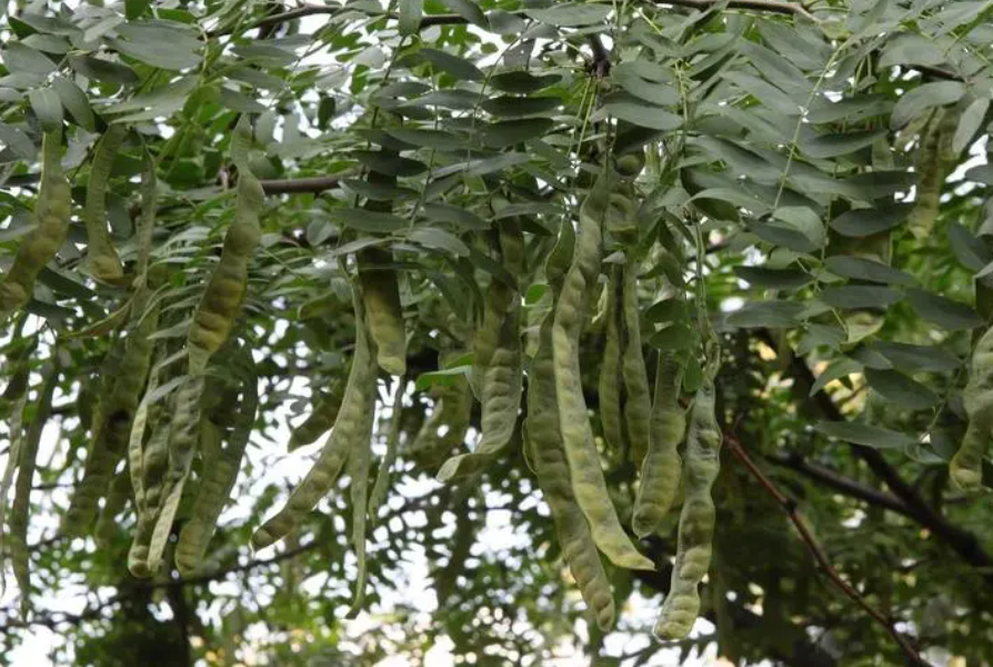 皂角树种植方法和注意事项