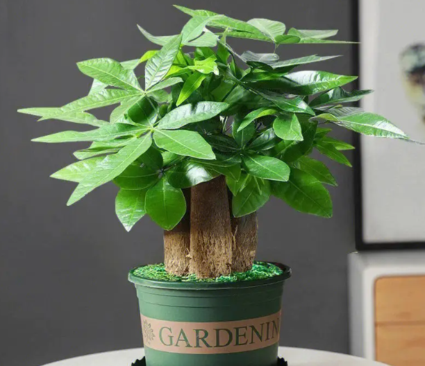 小发财树如何长大