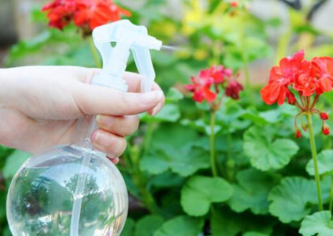 纯牛奶浇花适合哪些植物