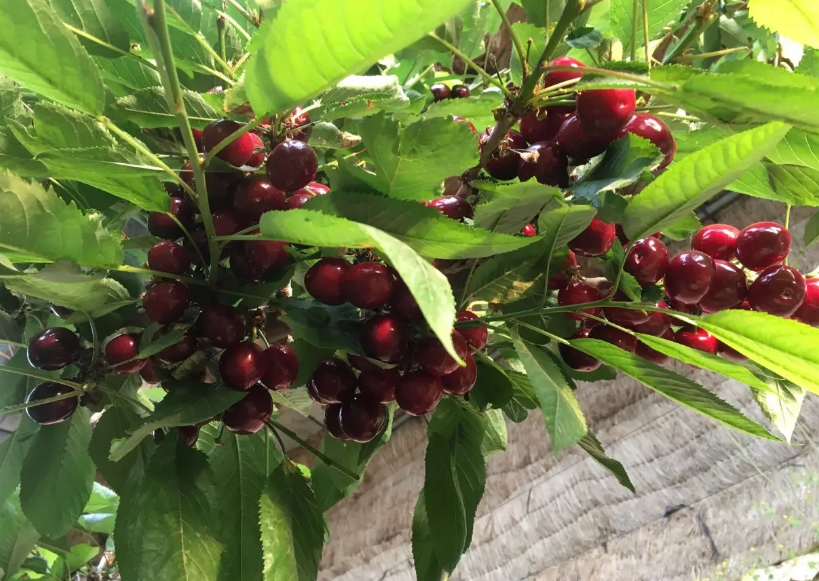 大棚樱桃树的种植与管理技术