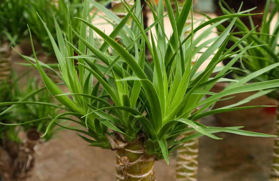 龙血树枯叶是什么原因