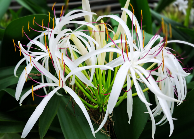 文殊兰开花有什么兆头