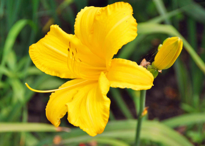 大花萱草花期多久