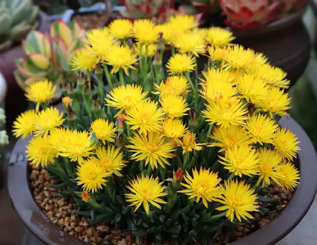 多肉黄花照波怎样养