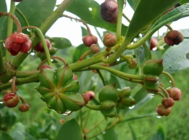 八角树可以盆栽吗