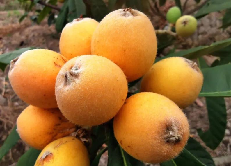 枇杷树移栽最佳月份