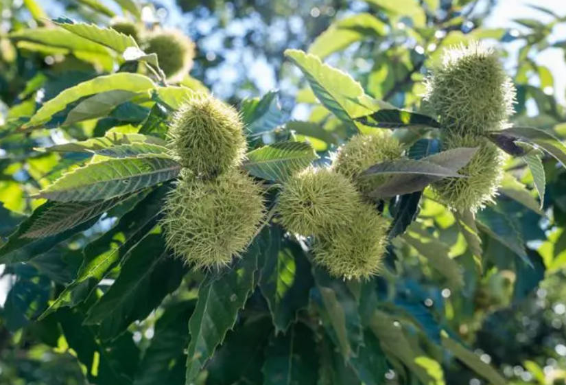 栗子树能活多少年寿命