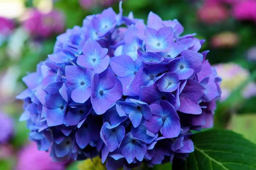 绣球花休眠期要浇水吗