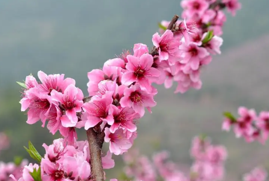 桃花可以在室内养吗