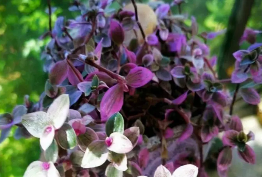 巴西紫和云南紫哪个勤花