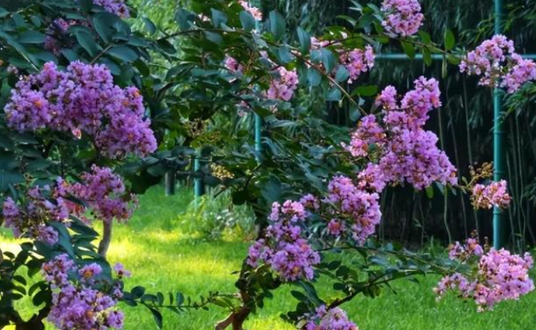 房子前面种紫薇树对风水好