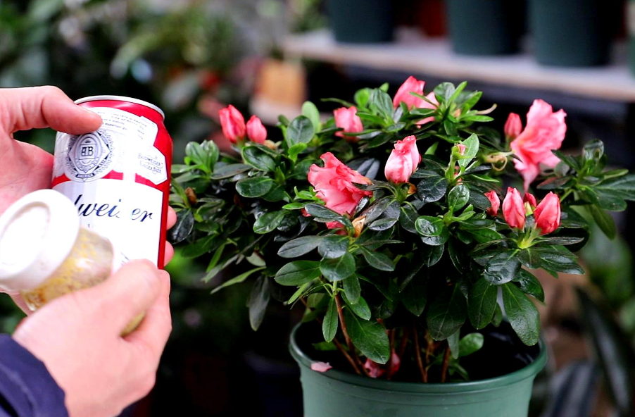 啤酒直接浇花会死吗