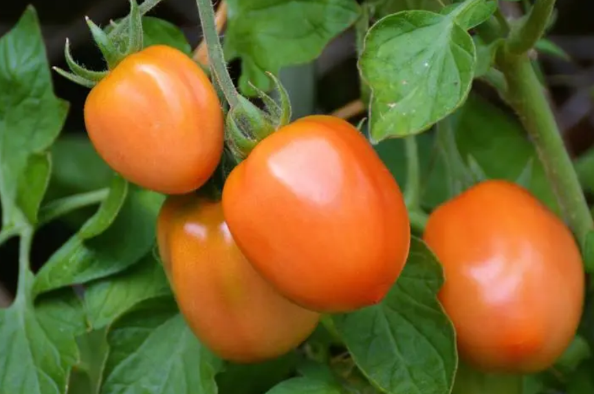 圣女果第一次开花要摘掉吗