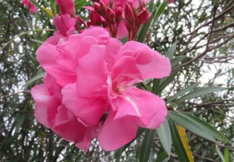 柳桃树在家养好不好