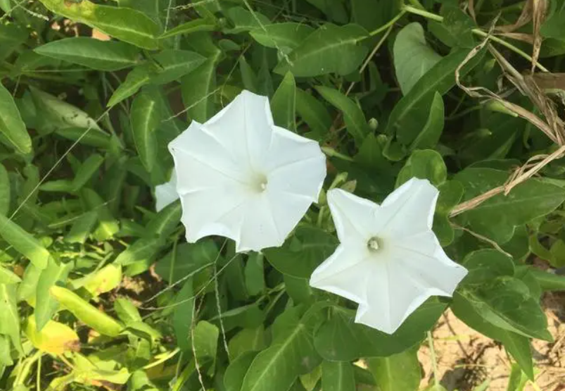 空心菜开花了还能吃吗