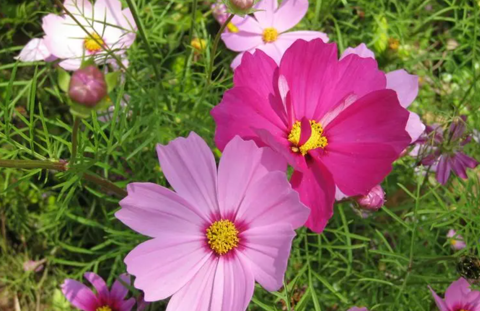 波斯菊只长叶子不开花怎么办