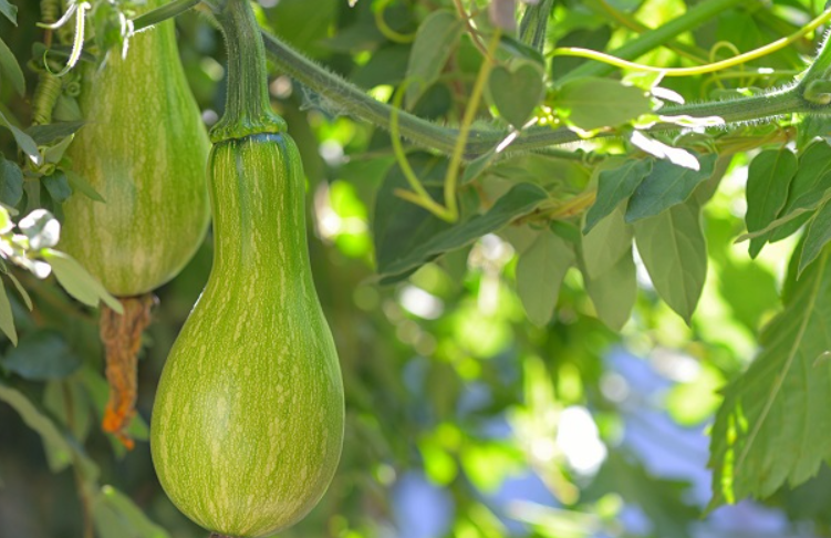砍瓜为什么不开花