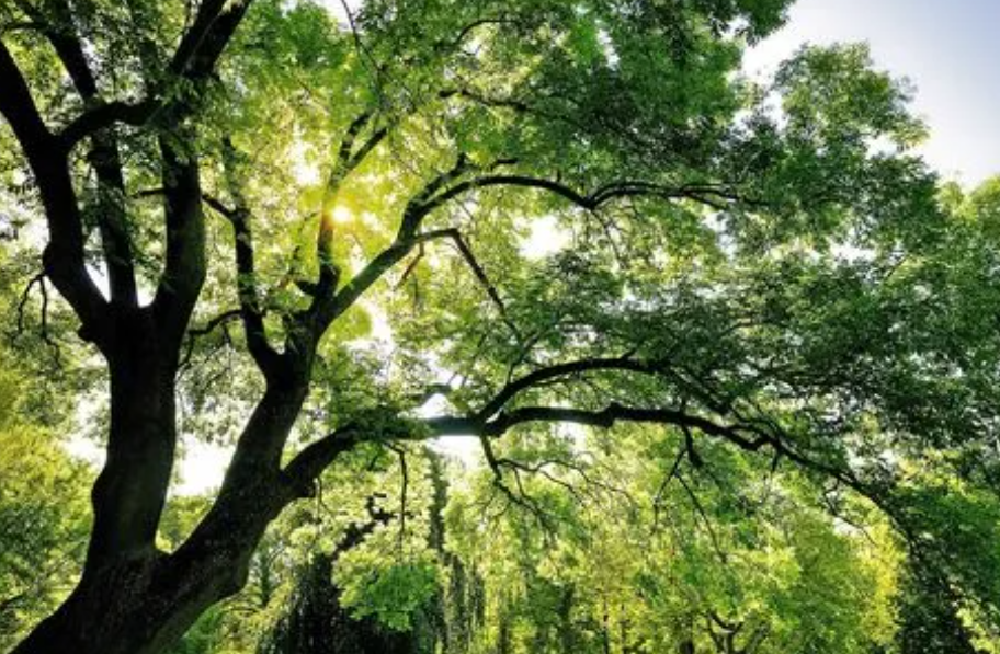 传统树木与现代树木的区别