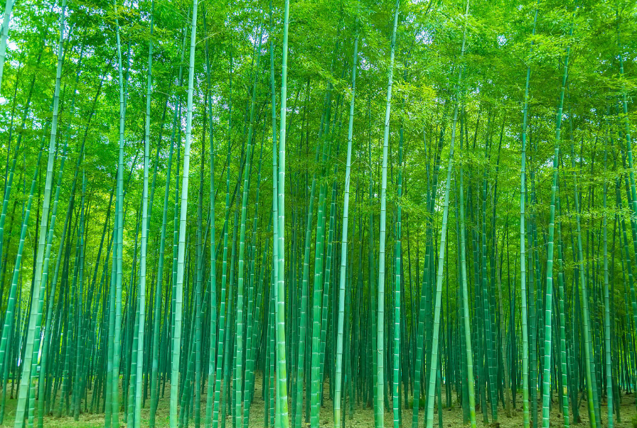 别墅后花园种竹子好不