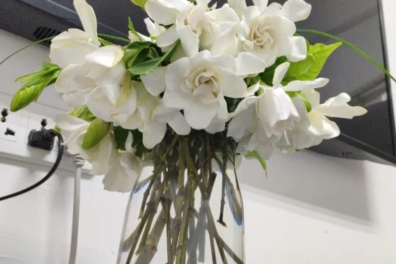 摘下来的栀子花怎么养活