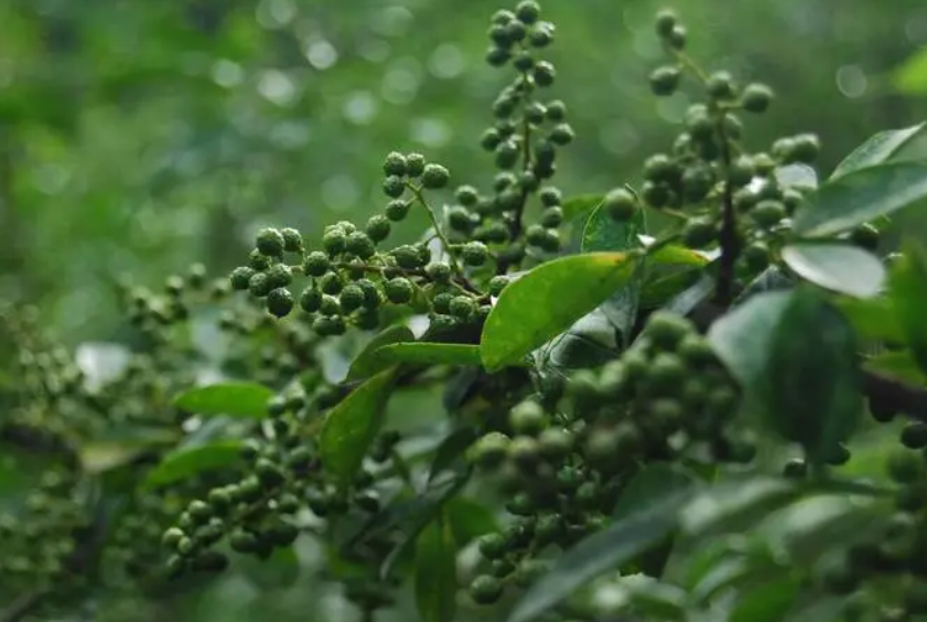 花椒青的时候可以采摘吗