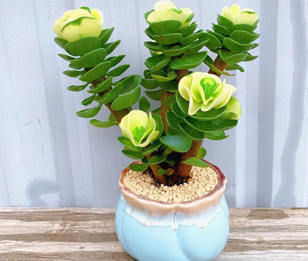 多肉摇钱树的养殖方法和注意事项