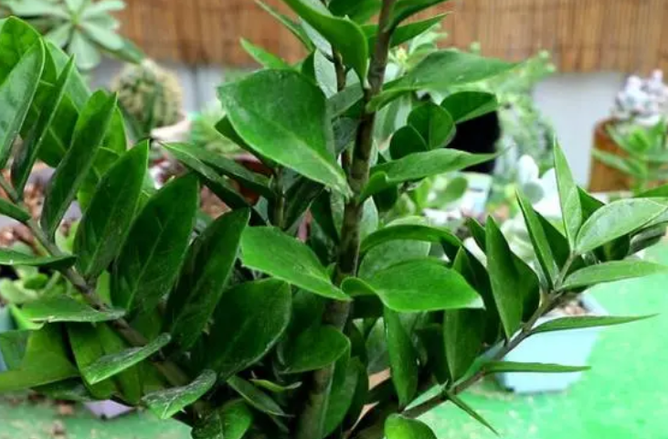 摇钱树多长时间浇一次水