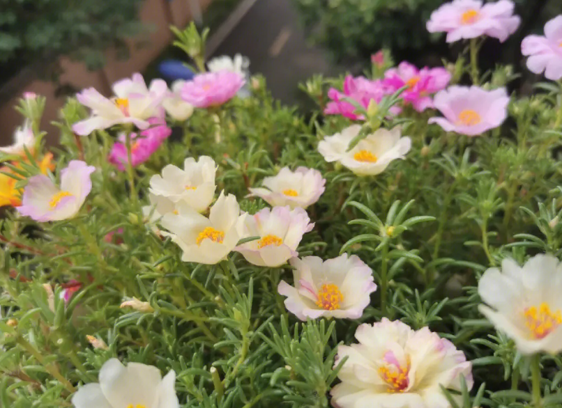 太阳花开一天就蔫了