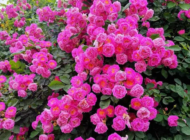 蔷薇种在花盆里能爬墙吗