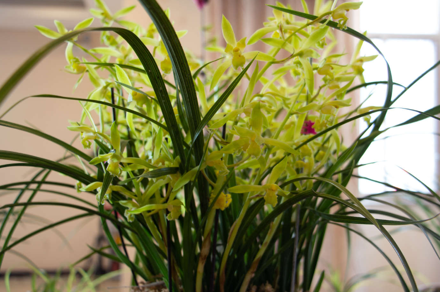 兰花用陶瓷花盆可以养好吗