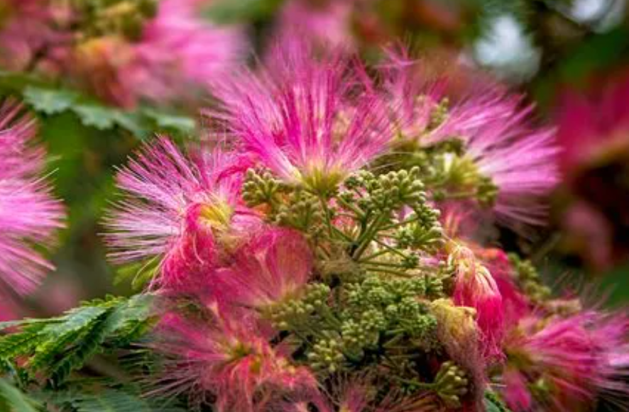 绒花树在风水上的作用