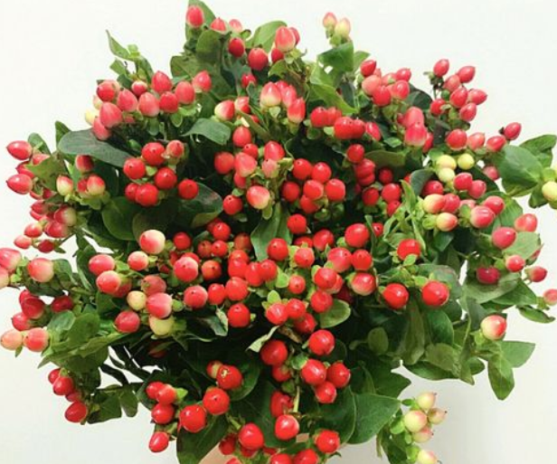 相思豆鲜花可以养多久