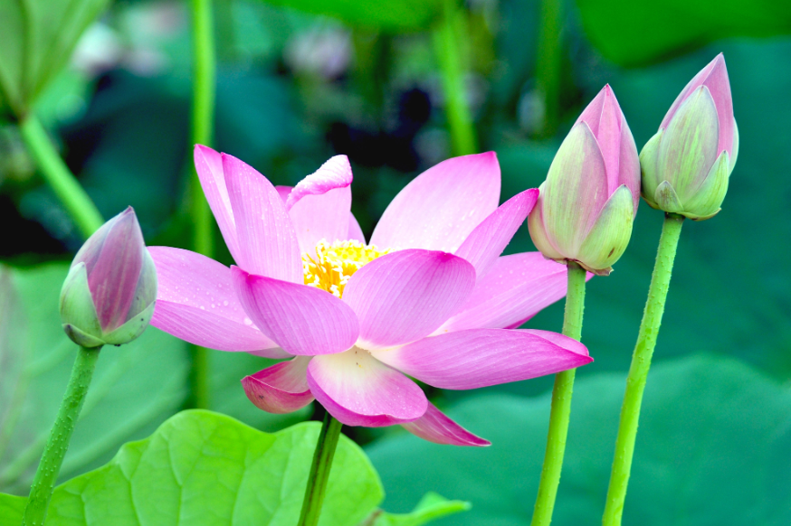 莲花适合在家里养吗