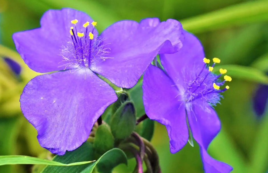 紫露花的养殖方法和注意事项