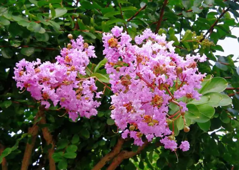 紫薇花的花期季节