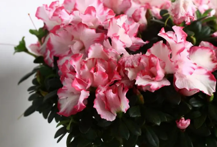 西洋杜鹃花期怎样养