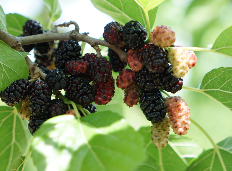 桑葚树寿命多少年