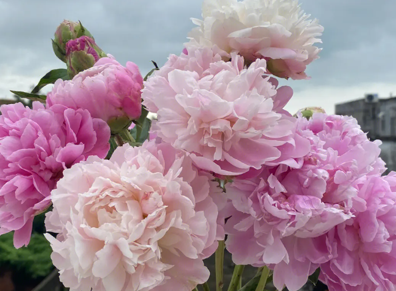 牡丹花什么时候种植合适