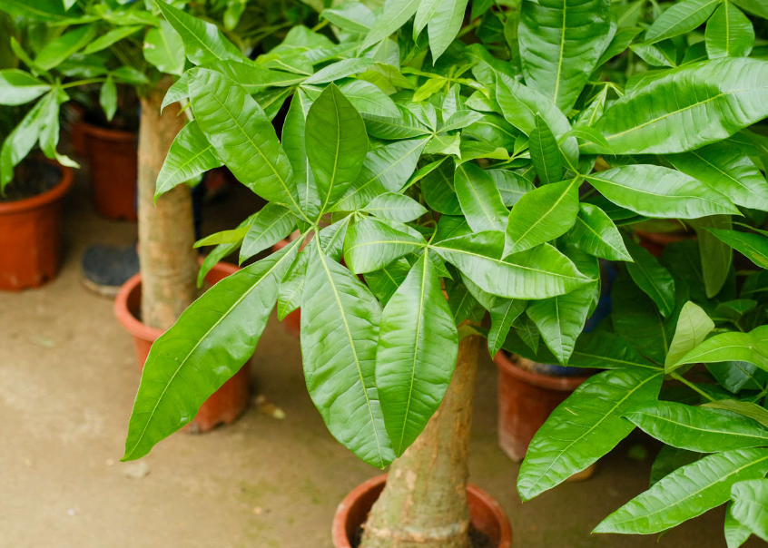 家里能放发财树吗