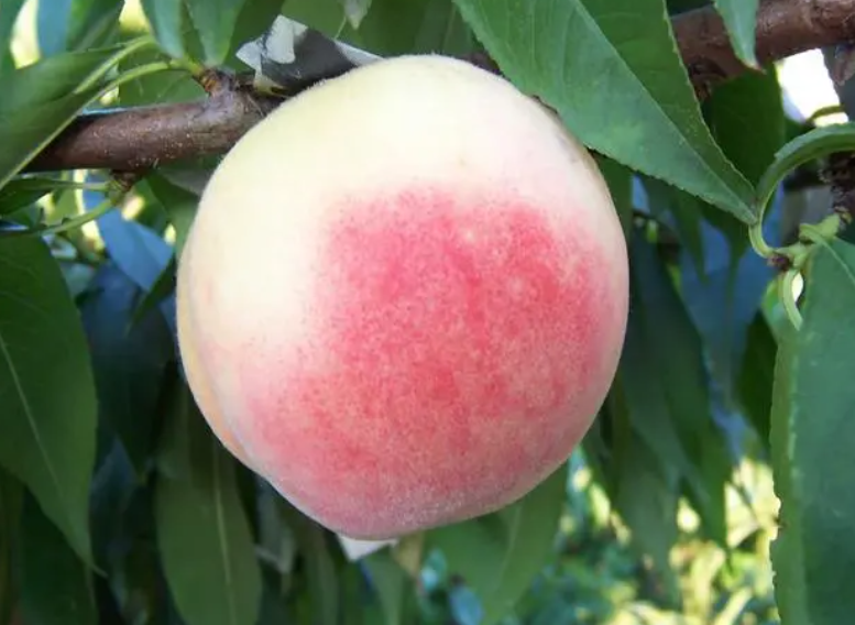 水蜜桃几年开花结果