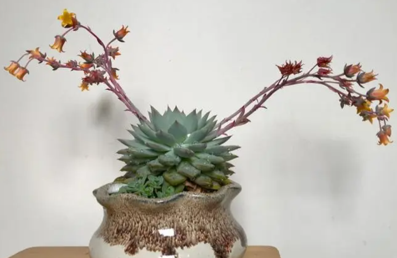 多肉花剑怎么繁殖