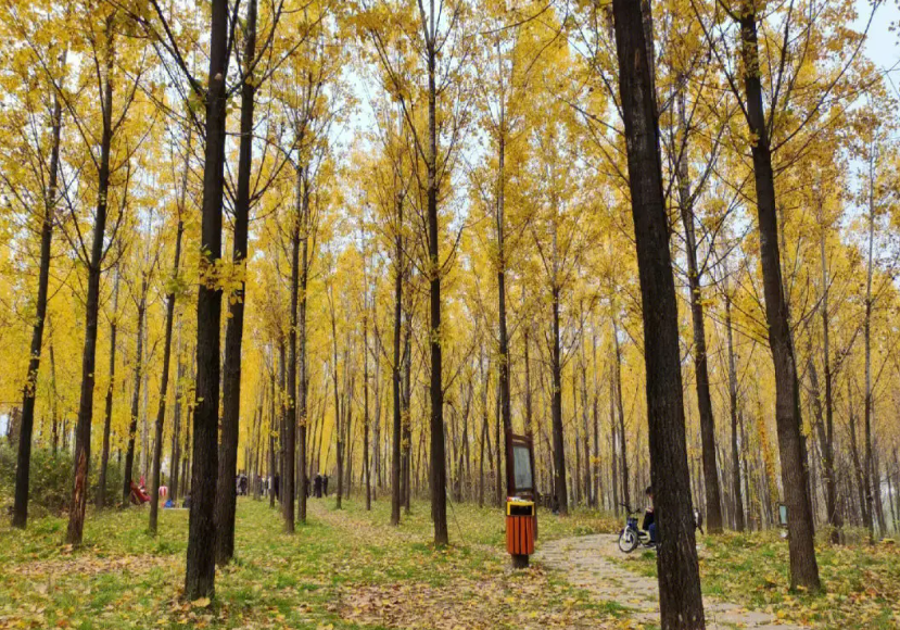 杨树4年的怎么样剪枝