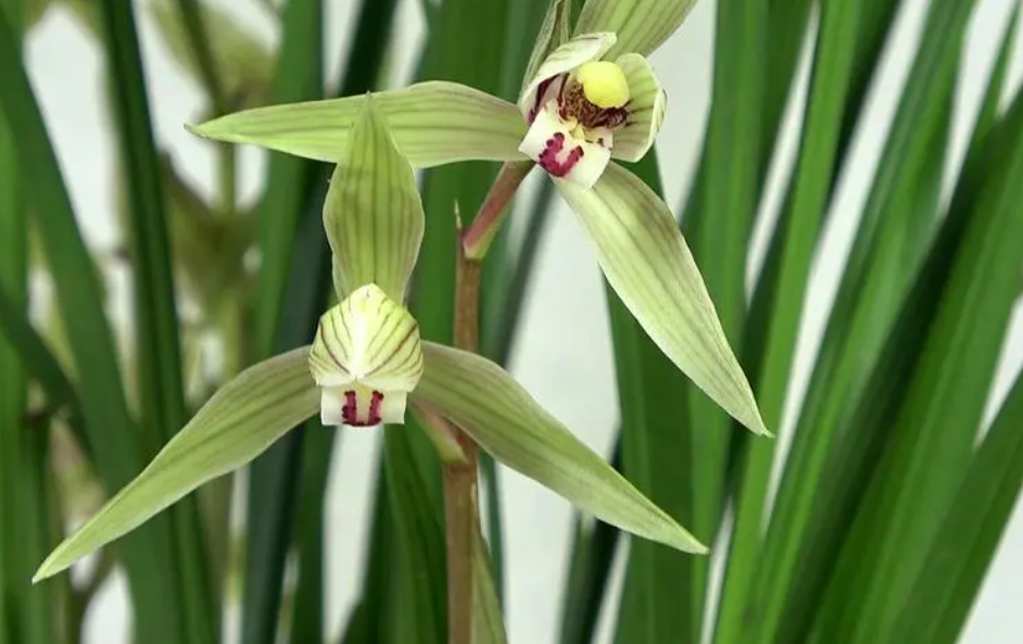 兰花根部水晶头是花还是芽